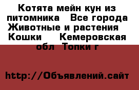 Котята мейн-кун из питомника - Все города Животные и растения » Кошки   . Кемеровская обл.,Топки г.